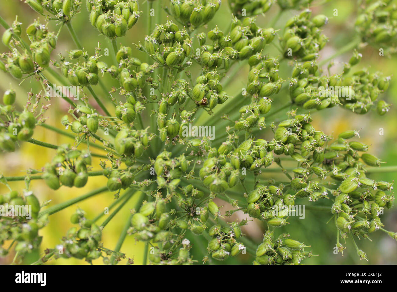 big and dangerous umbels of flowers of Heracleum Stock Photo