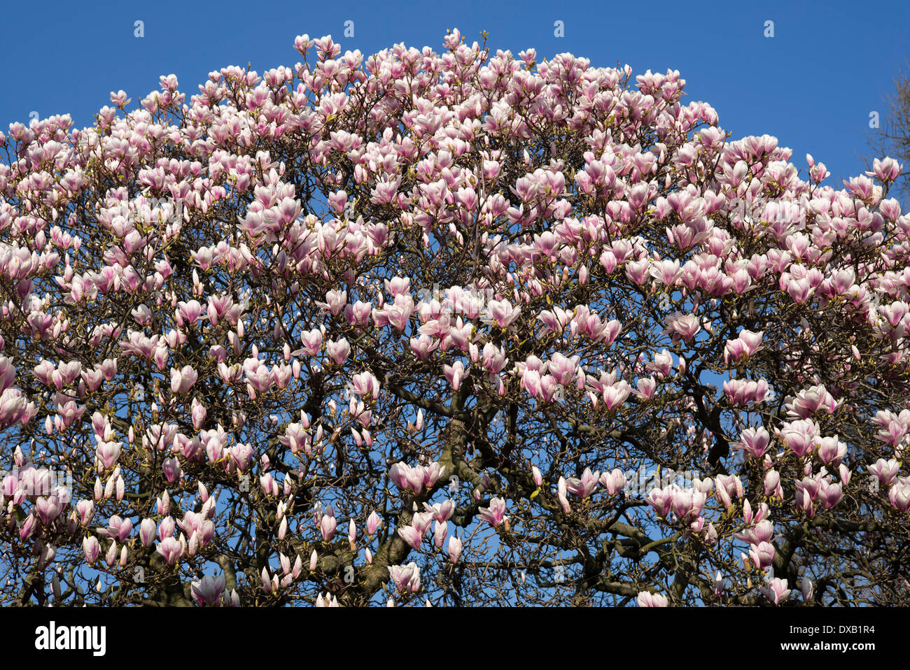 Magnolia tree in full bloom and blue sky Stock Photo - Alamy