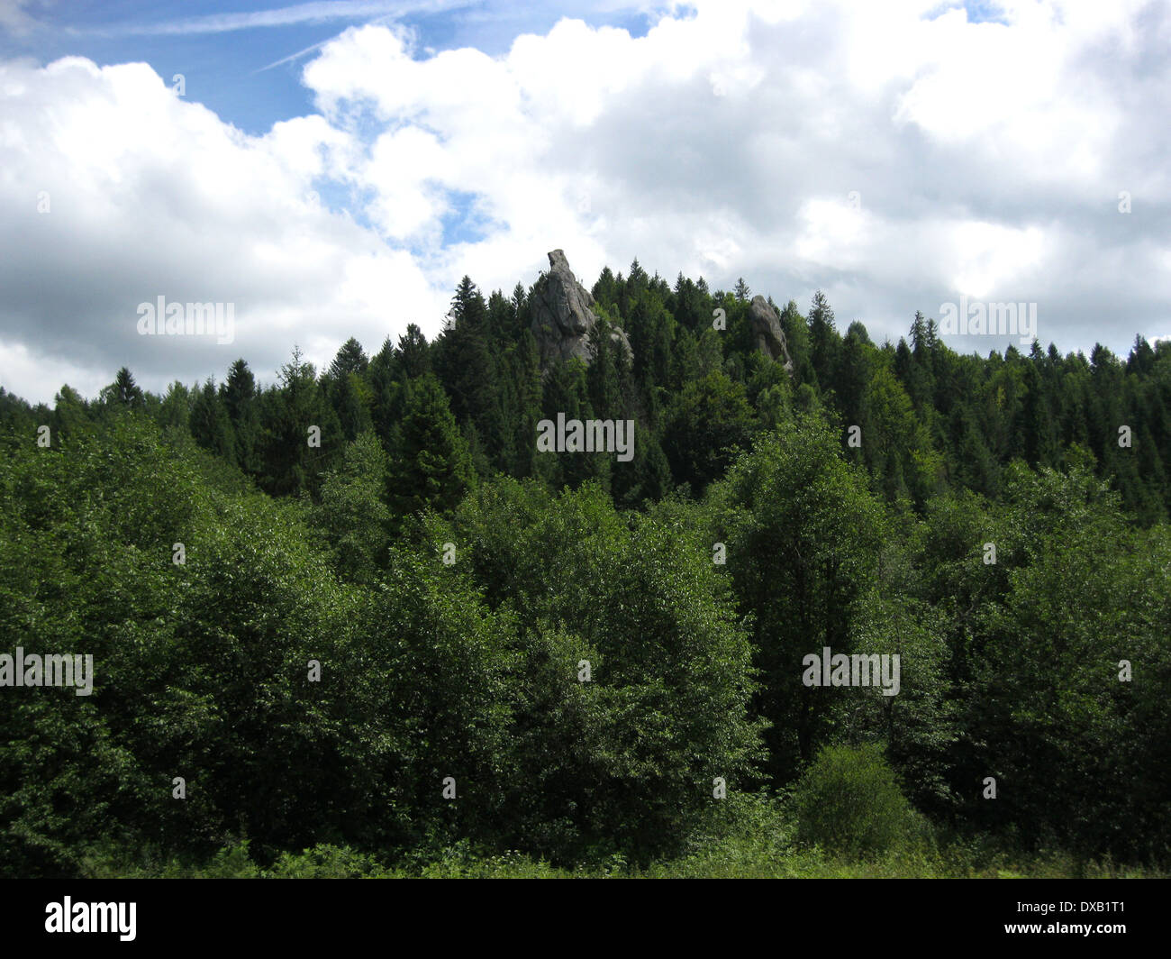Carpathian, rock, mountain, forest, tree, green, bush, beautiful, cliff, stratum, geology, grand, landscape, nature, region Stock Photo