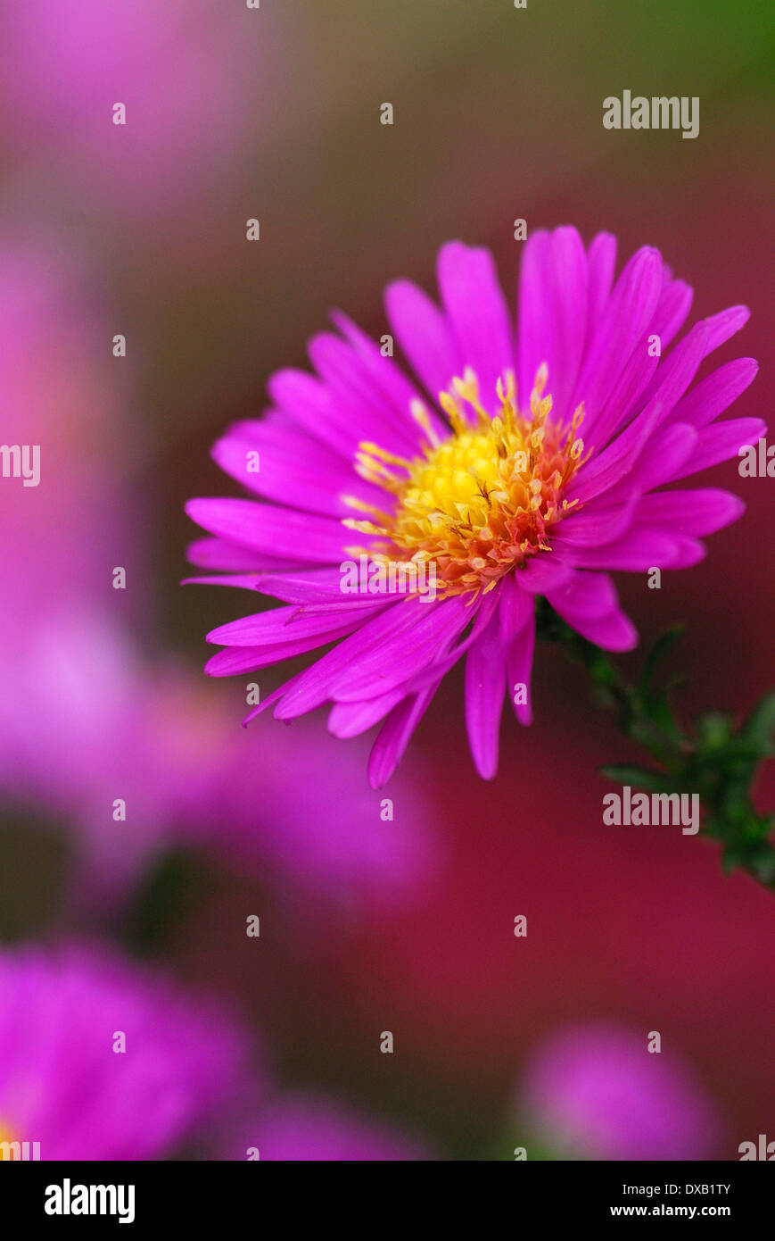 Aster Stock Photo