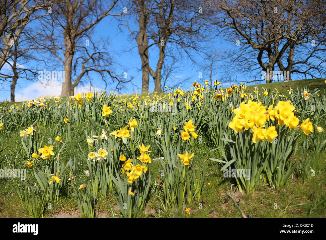 Daffodils in flower Narcissus Jonquil springflowering bulbous perennials Amaryllis