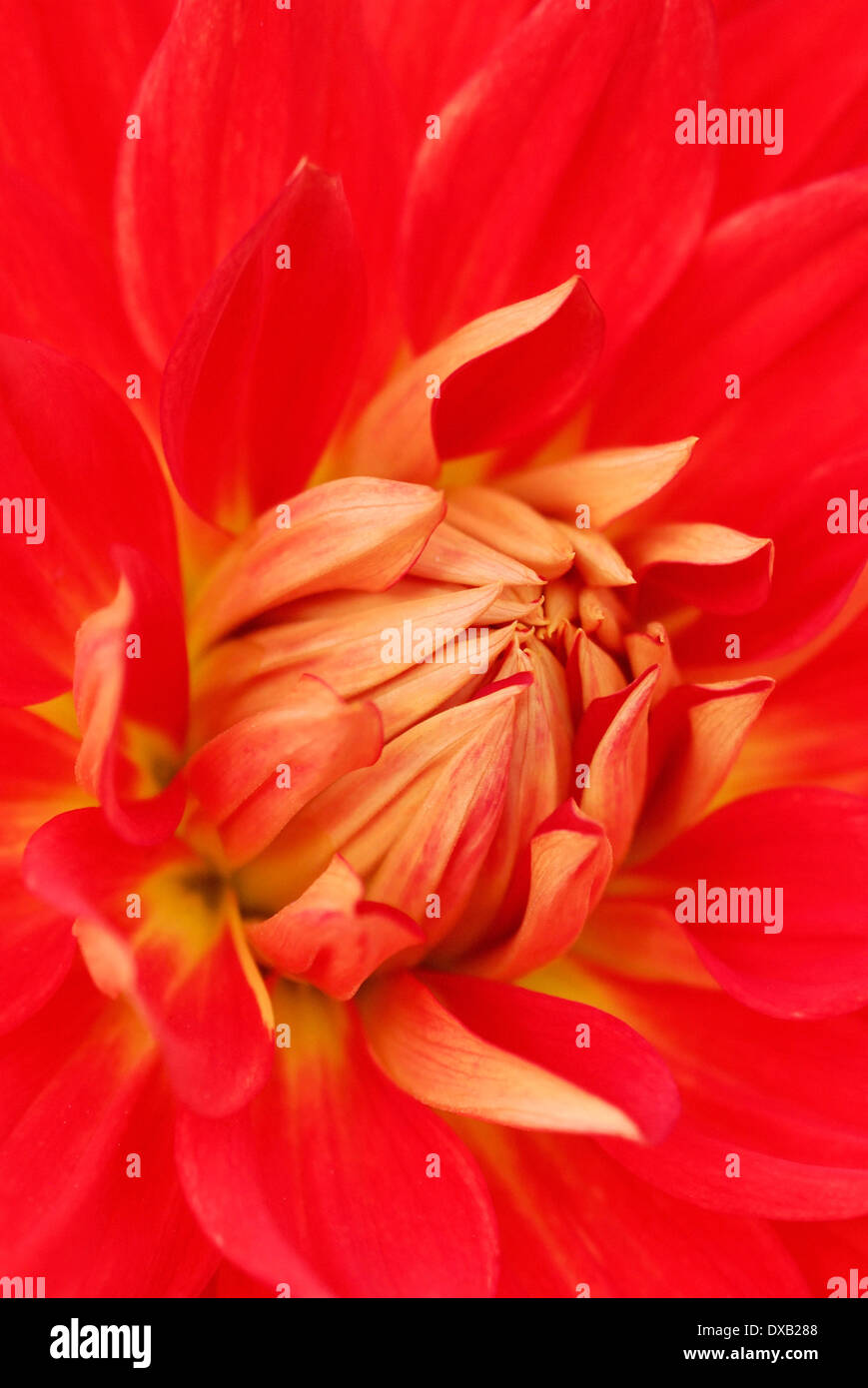 Dahlia about to open close up hi-res stock photography and images - Alamy