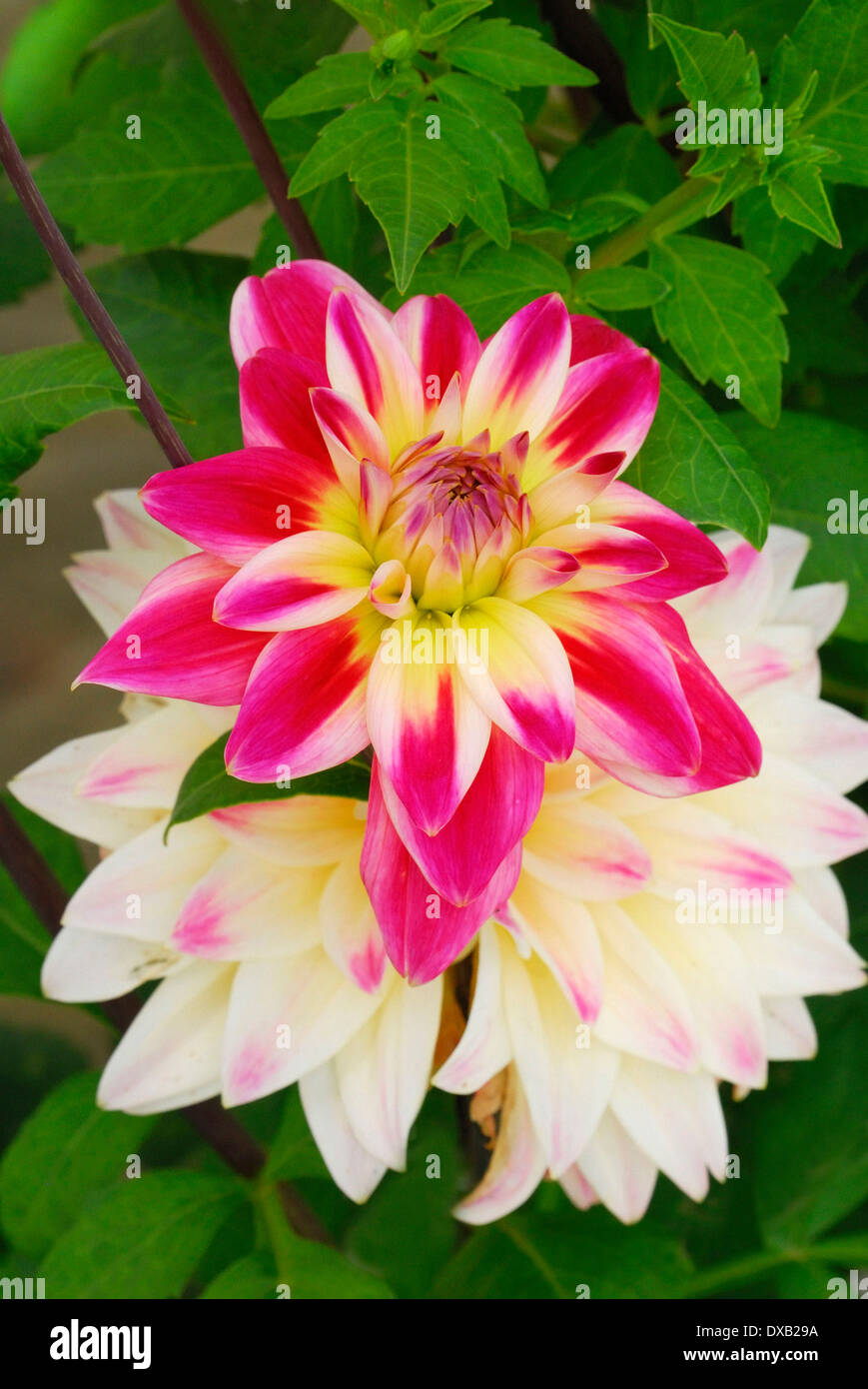 Dahlia images hi-res stock photography and images - Alamy