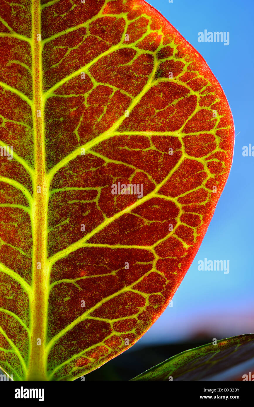 Red leaf and bright green veins of a backlit variegated Croton against a blue sky Stock Photo