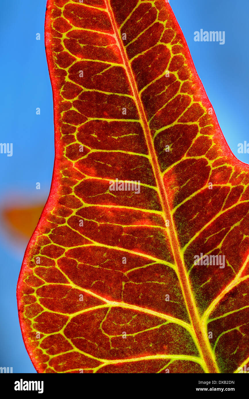 Underside of a backlit variegated Croton with red leaf and yellow veins against a blue sky Stock Photo