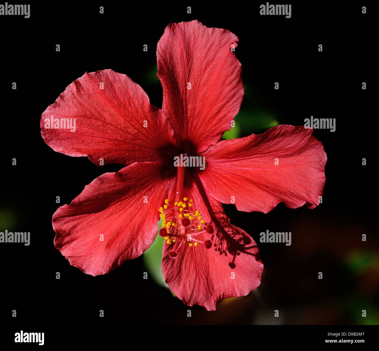 Red Hibiscus flower in sun against a dark background Stock Photo