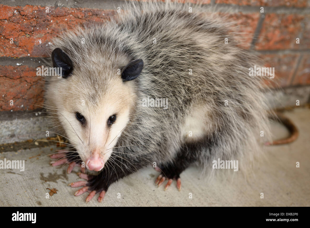 Virgina Opossum Didelphis virginiana at a brick wall on a warm winter day in Toronto Canada Stock Photo