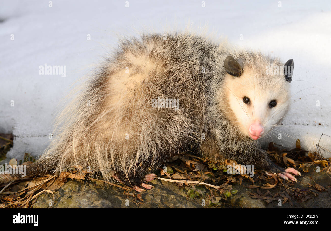 Virgina Opossum Didelphis virginiana in sun on a warm winter day in