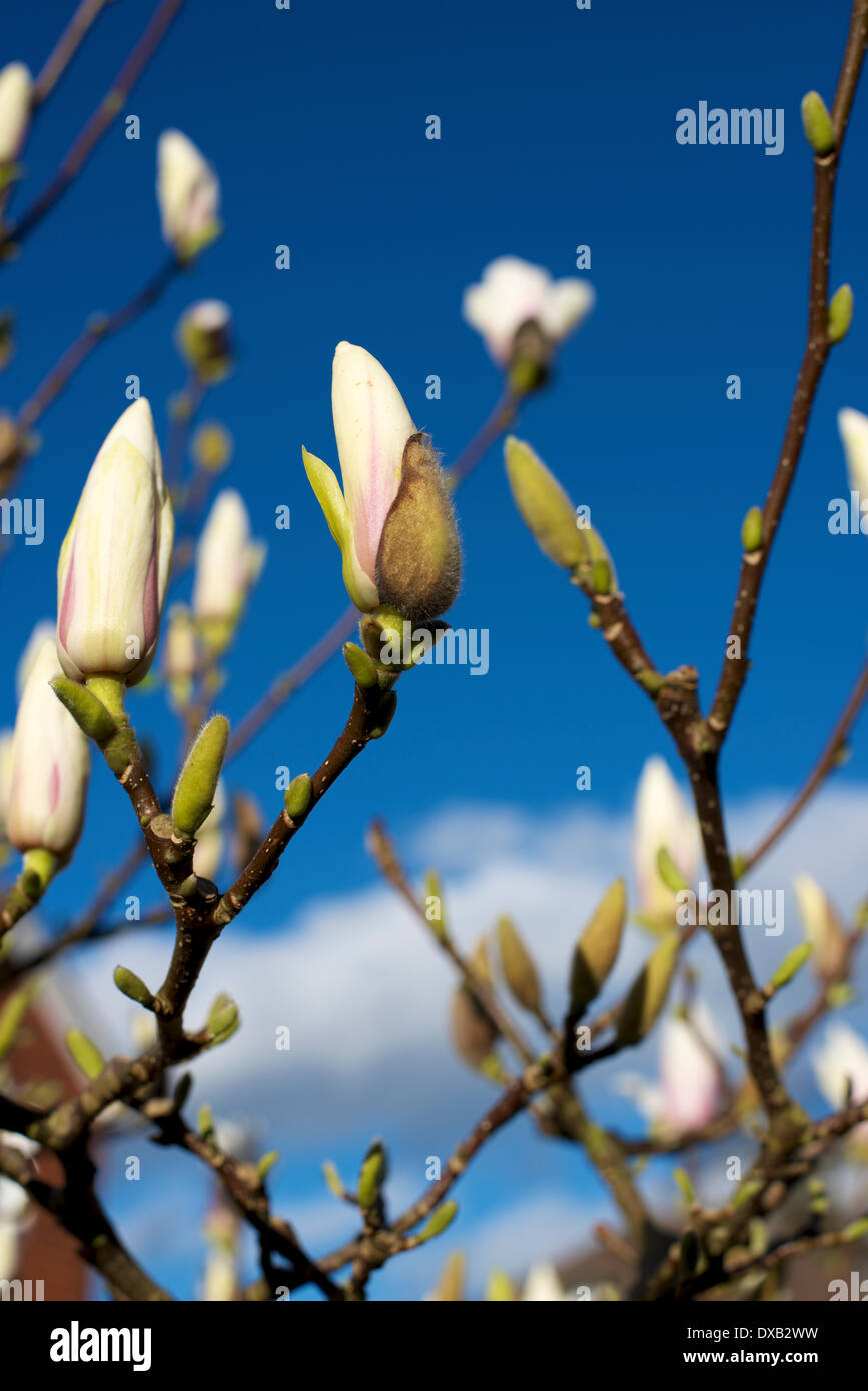 Magnolia Soulangeana Alba Superba High Resolution Stock Photography and ...