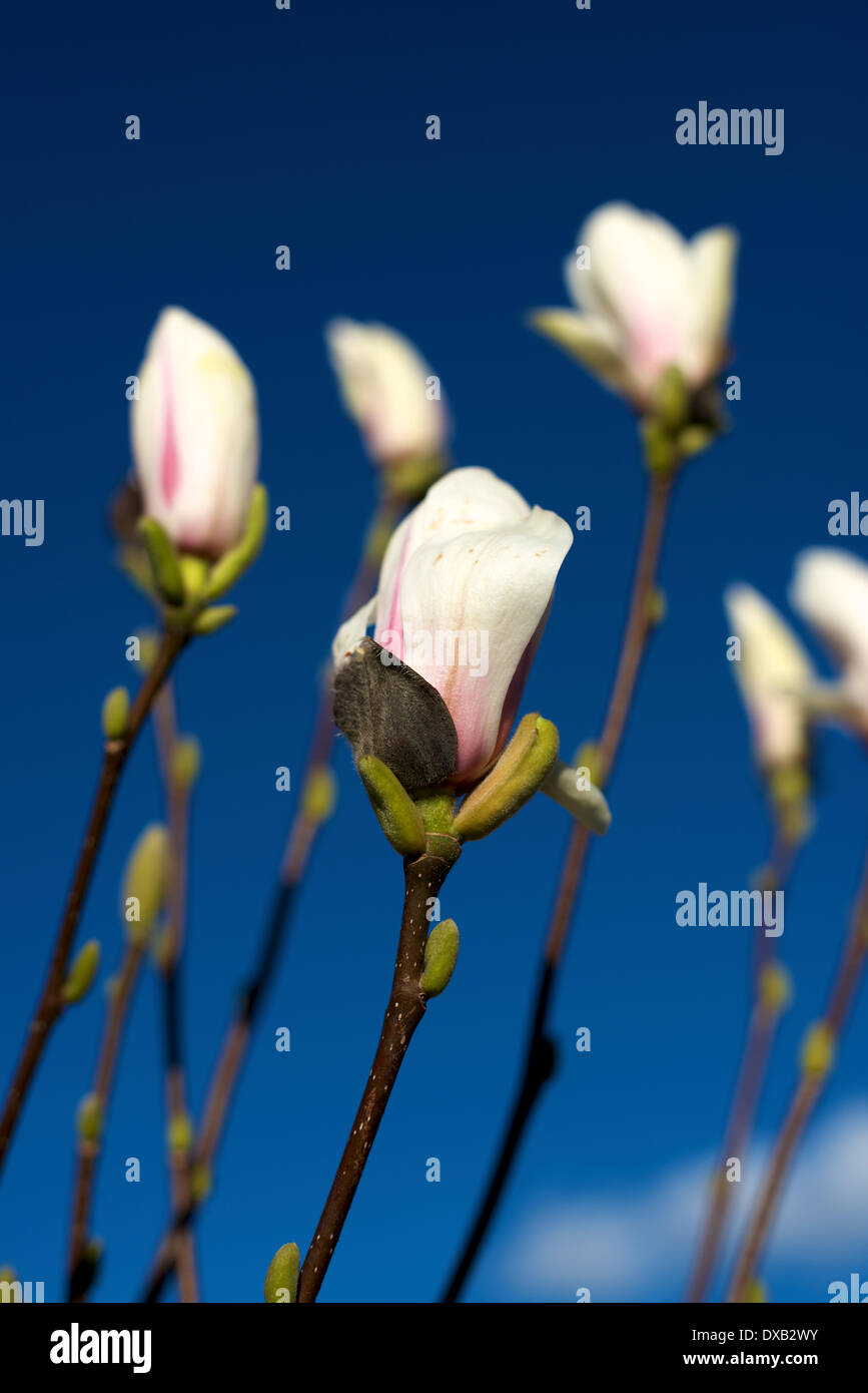 Magnolia soulangeana alba superba hi-res stock photography and images ...