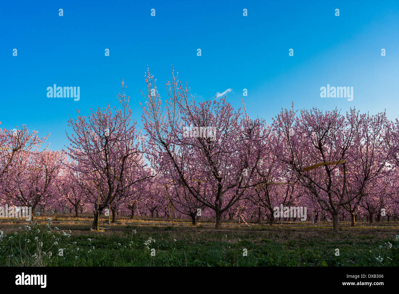 A field of nectarine trees with flowers in Spring Stock Photo Alamy