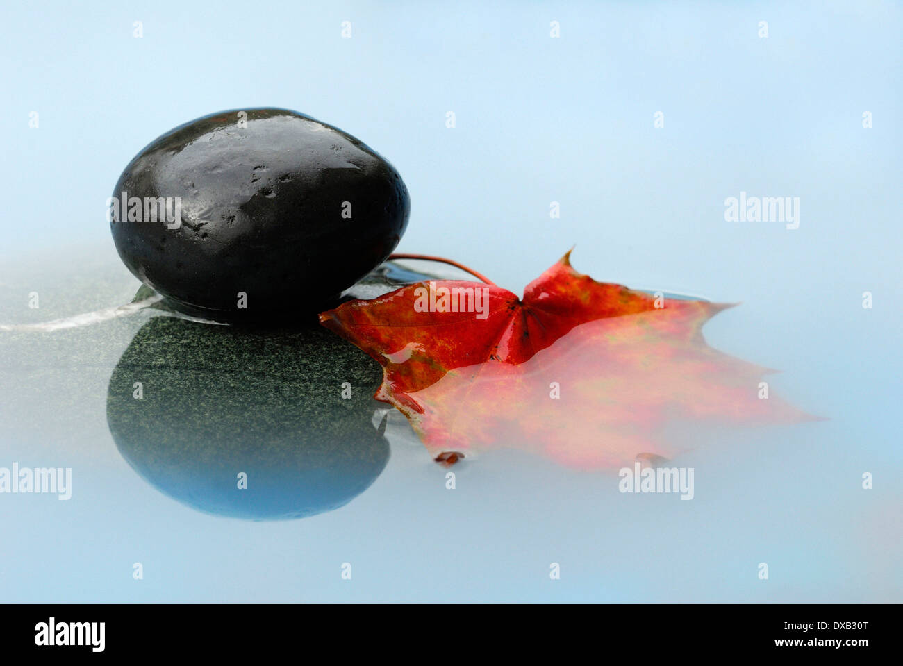 Images of leaf hi-res stock photography and images - Alamy