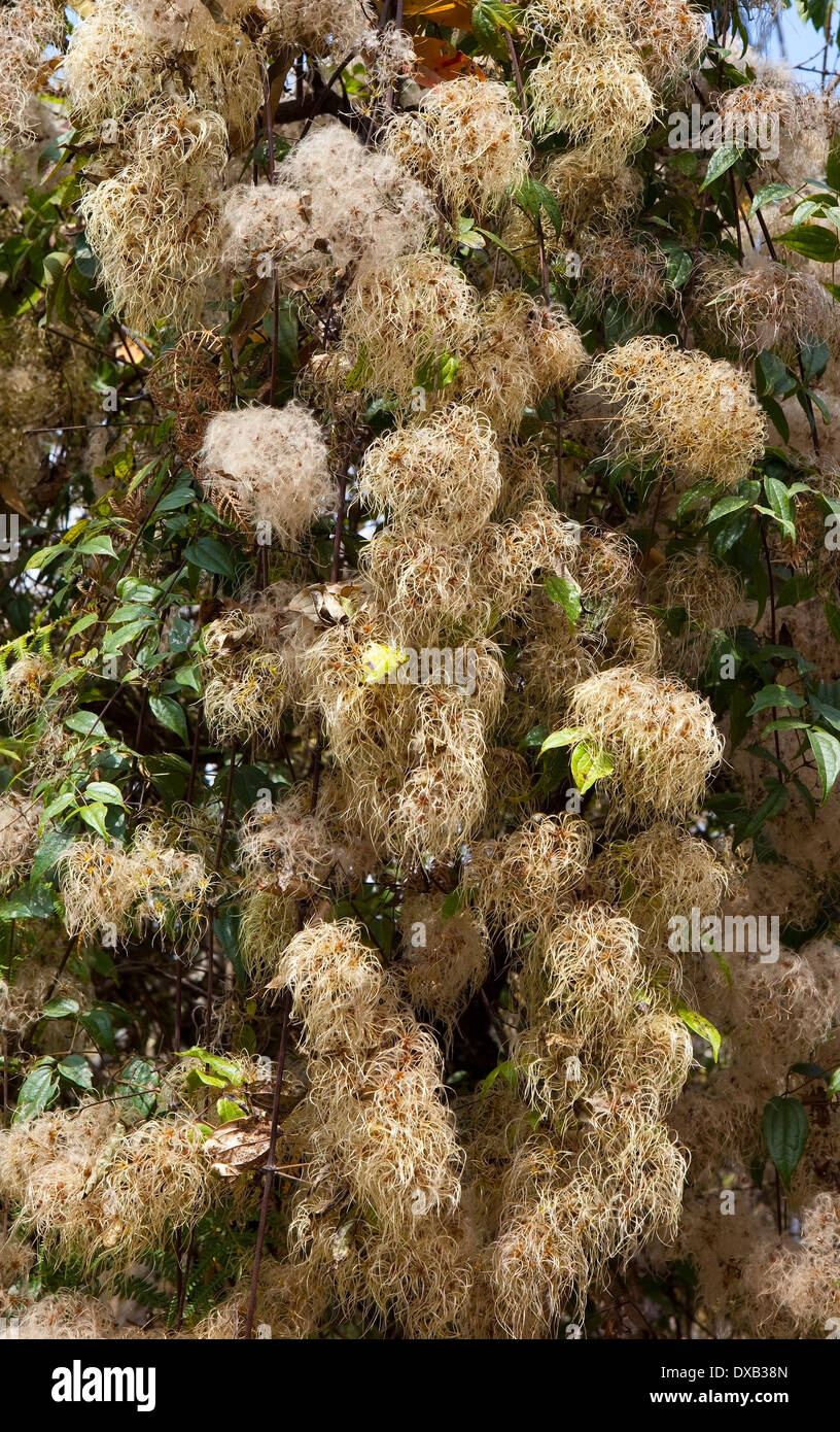 Fluffy seed-heads of wild Clematis, also known as old mans beard Stock Photo