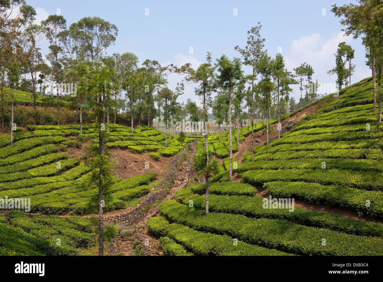 Patterns and textures of green tea bushes and shade trees in the hill country of Kerala, South India Stock Photo