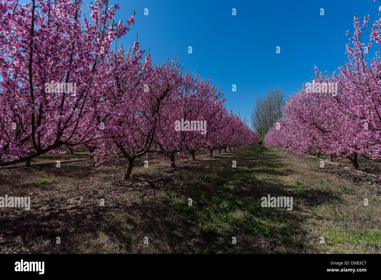 How To Grow And Prune A Nectarine Tree Bunnings Australia atelieryuwa.ciao.jp