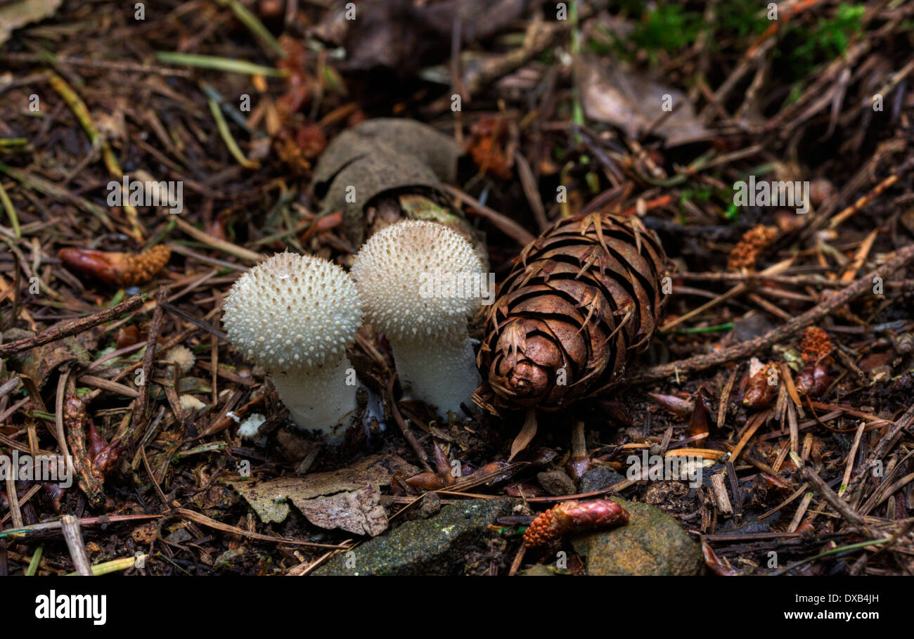 Puffball fungus growing on a woodland floor Stock Photo