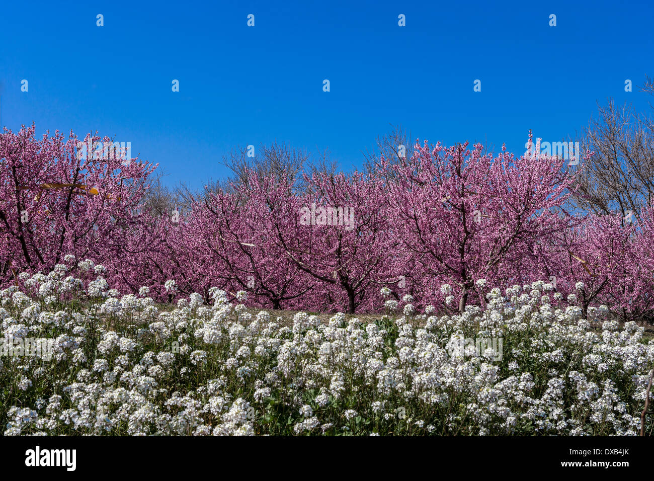 A field of nectarine trees with flowers in Spring Stock Photo Alamy