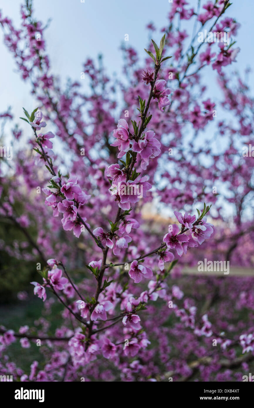 A field of nectarine trees with flowers in Spring Stock Photo Alamy