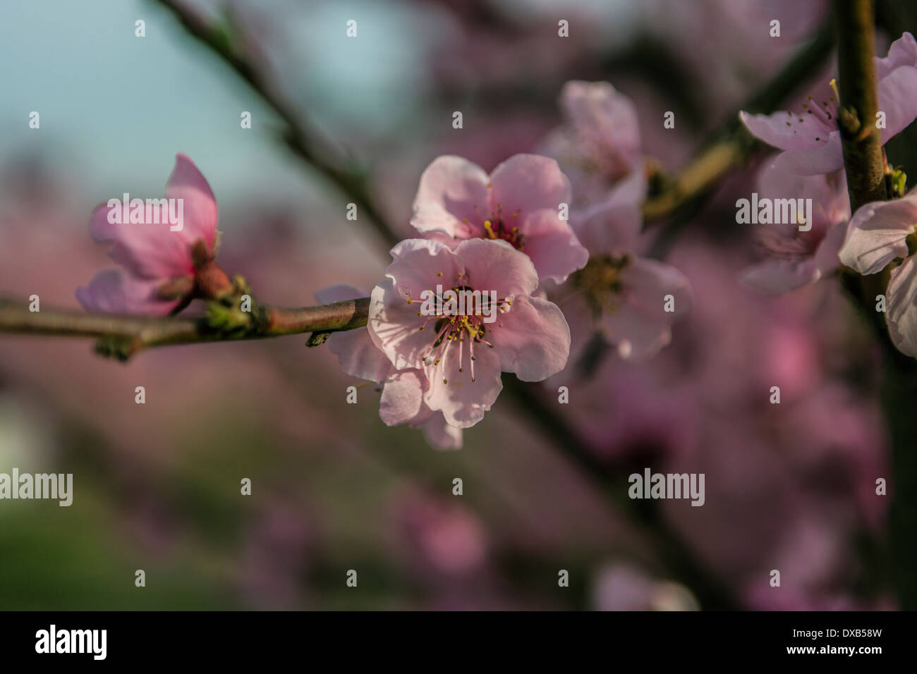 A field of nectarine trees with flowers in Spring Stock Photo Alamy