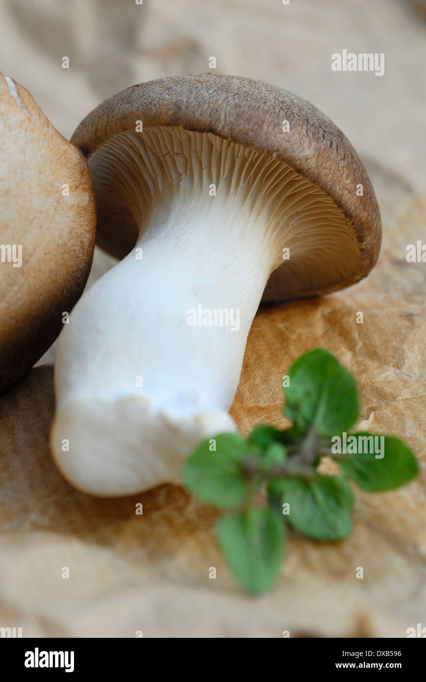 King Trumpet Mushroom, King Oyster Mushroom Stock Photo Alamy