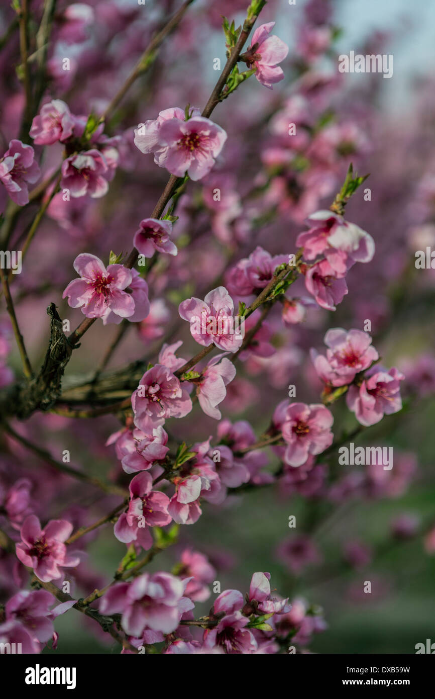 A field of nectarine trees with flowers in Spring Stock Photo Alamy