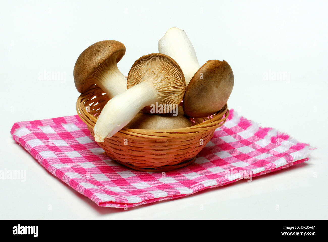 King Trumpet Mushroom, King Oyster Mushroom Stock Photo Alamy