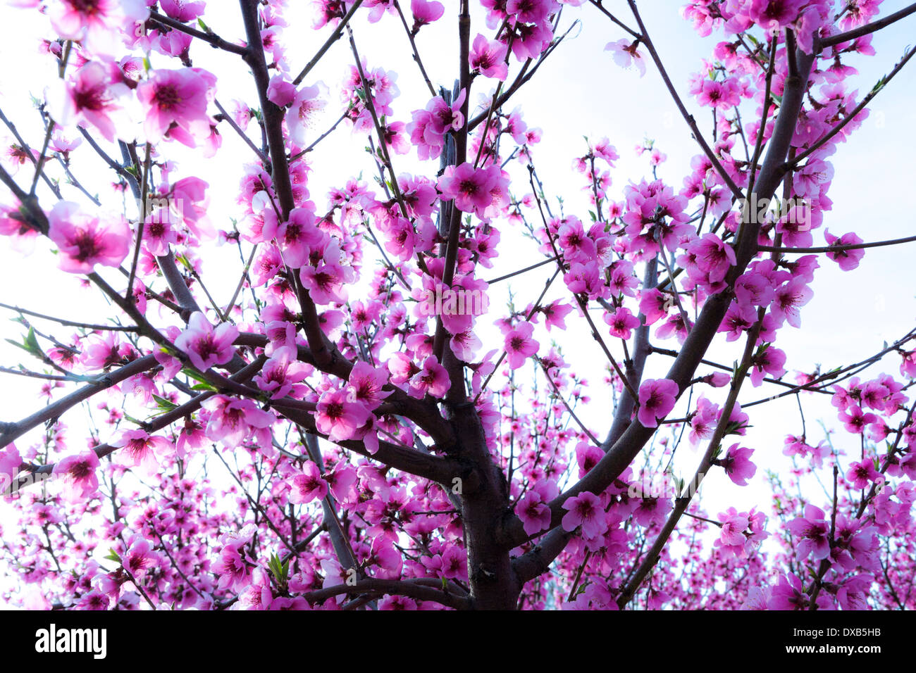 A field of nectarine trees with flowers in Spring Stock Photo Alamy