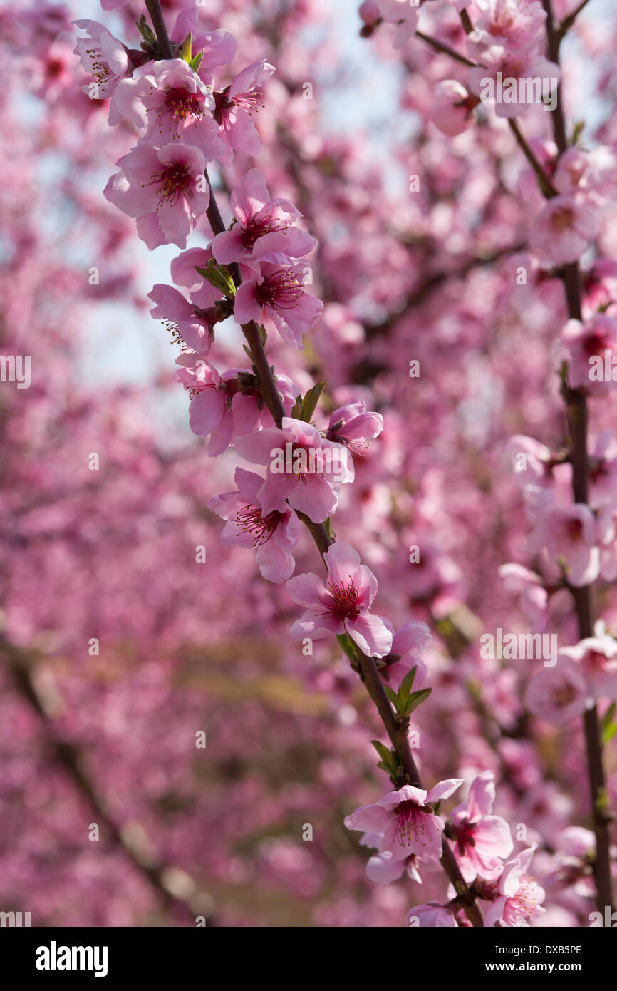 A field of nectarine trees with flowers in Spring Stock Photo Alamy