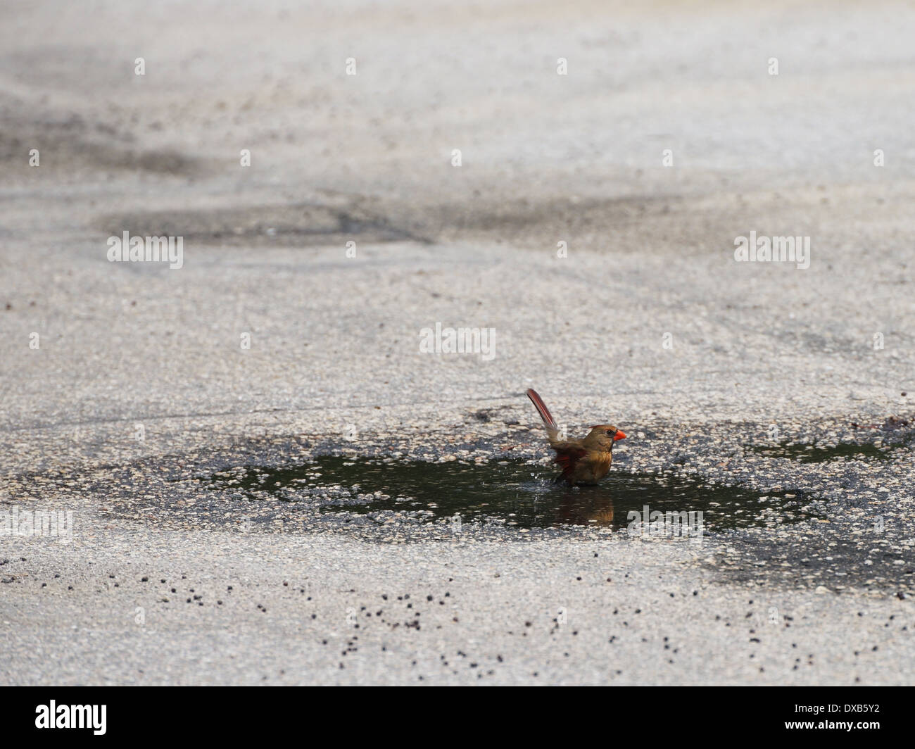 Female Northern Cardinal bathing in a parking lot puddle Stock Photo