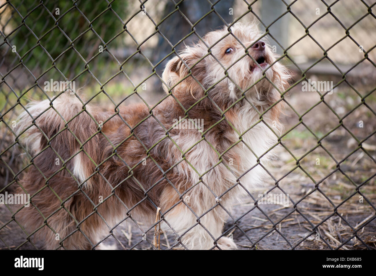 dog barking behind the fence Stock Photo