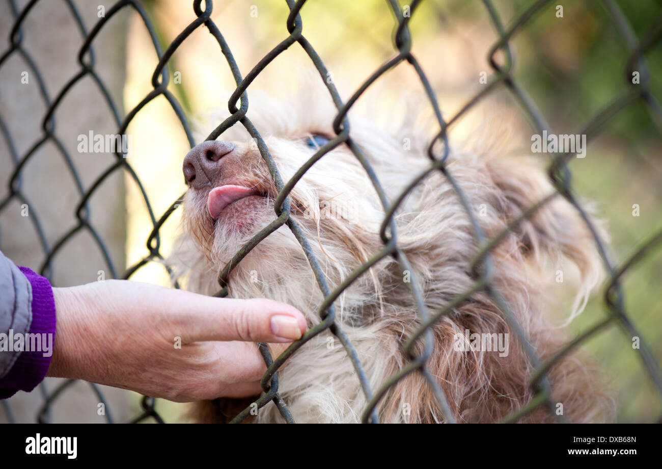 hand stroke shaggy dog snout Stock Photo
