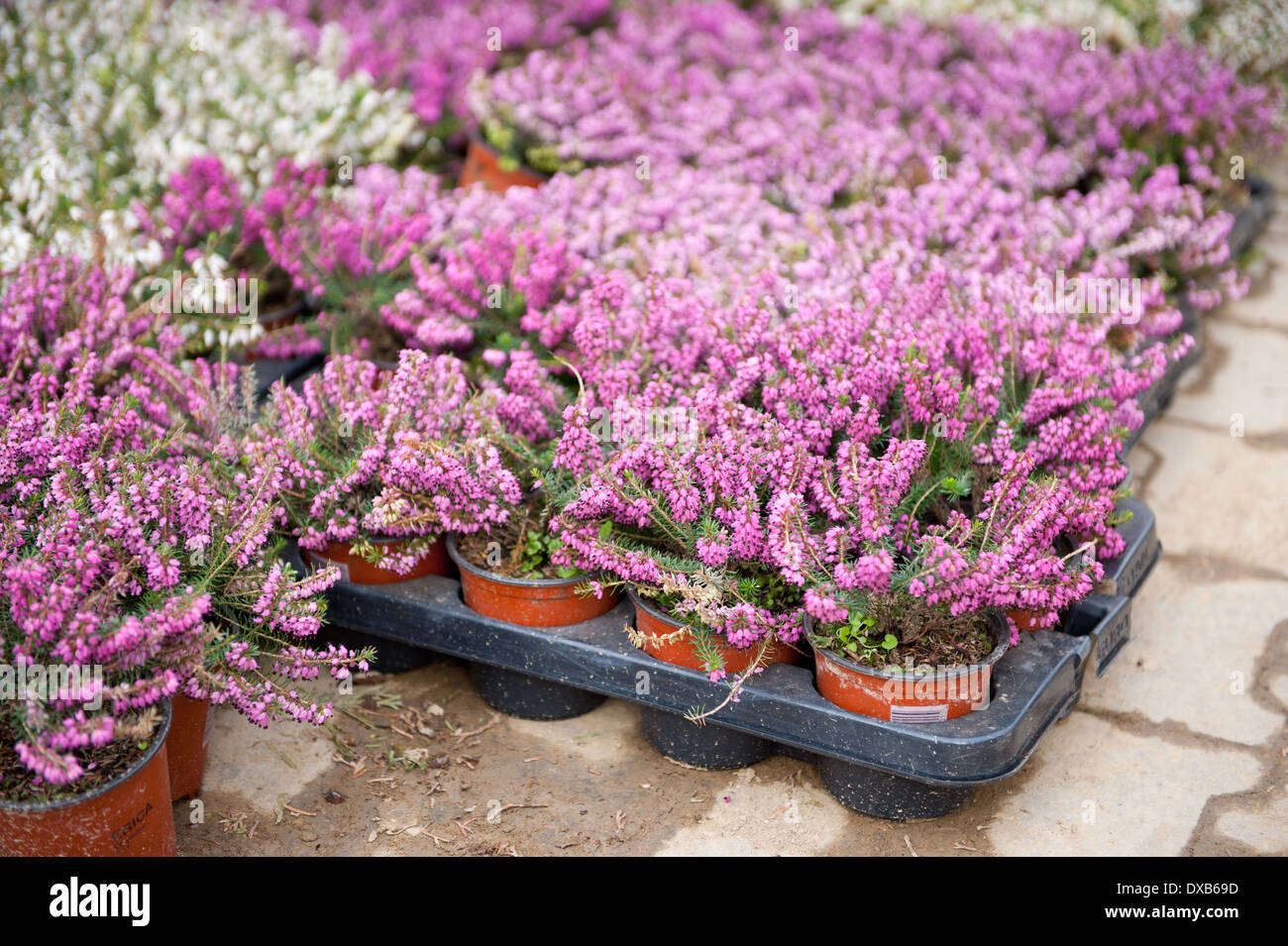 pink Calluna Vulgaris ling flowers Stock Photo