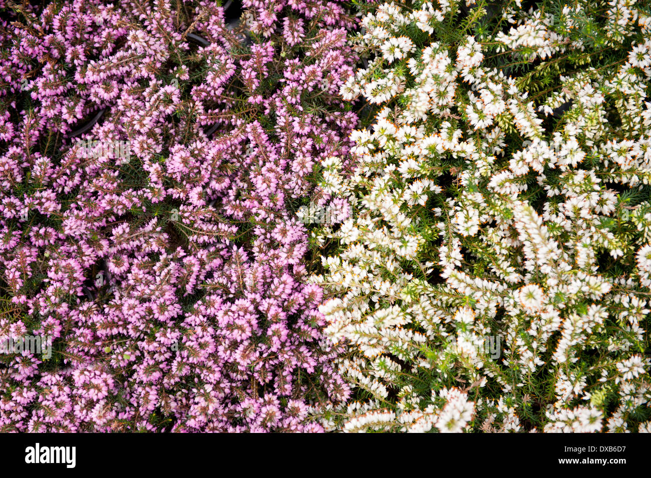 pink and white Calluna Vulgaris ling flowers Stock Photo