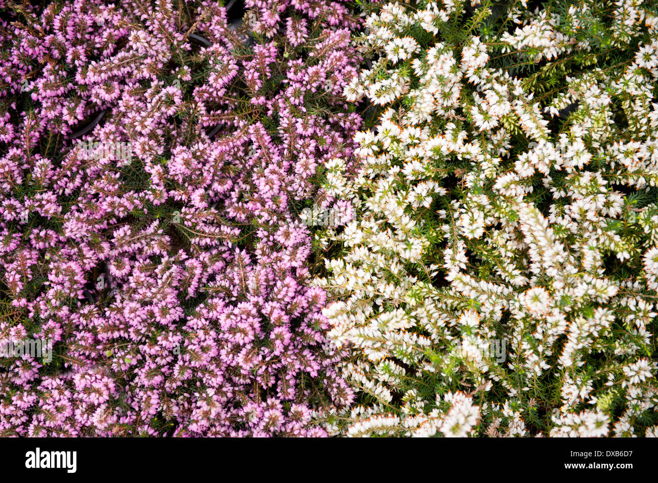 Heap Of Pink Heather Flower (calluna Vulgaris, Erica, Ling) On