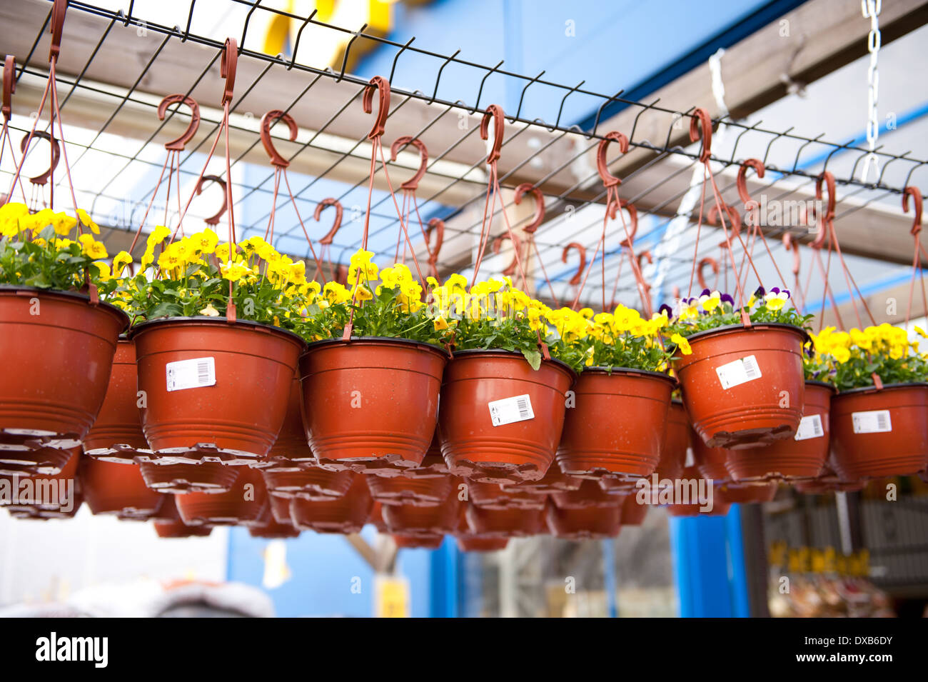 flowerpots with yellow Pansies dangle in shop Stock Photo