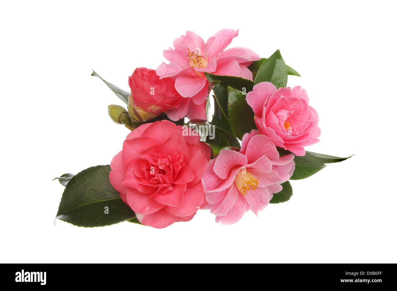 Arrangement of camellia flowers isolated against white Stock Photo