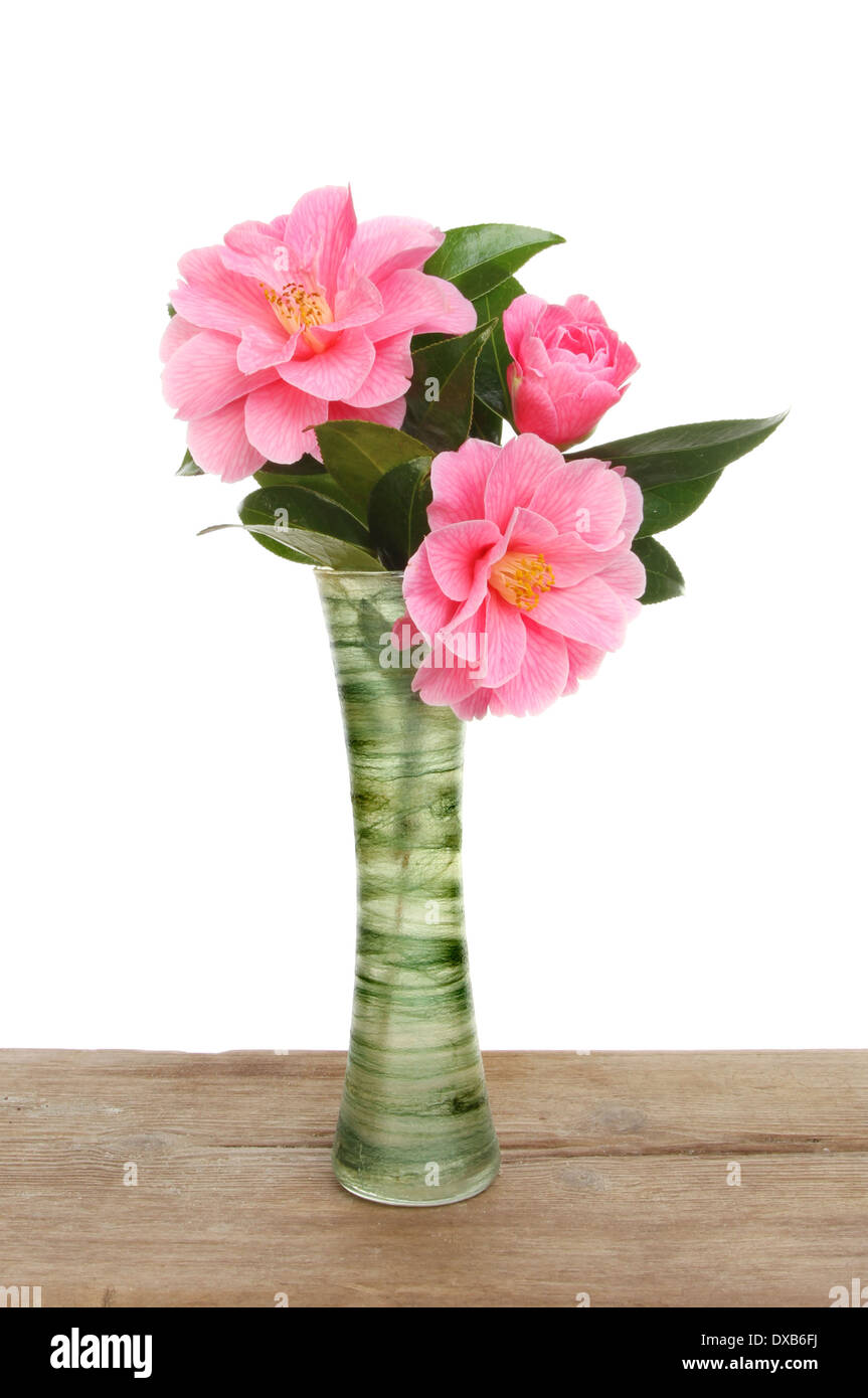 Arrangement of camellia flowers in a vase Stock Photo
