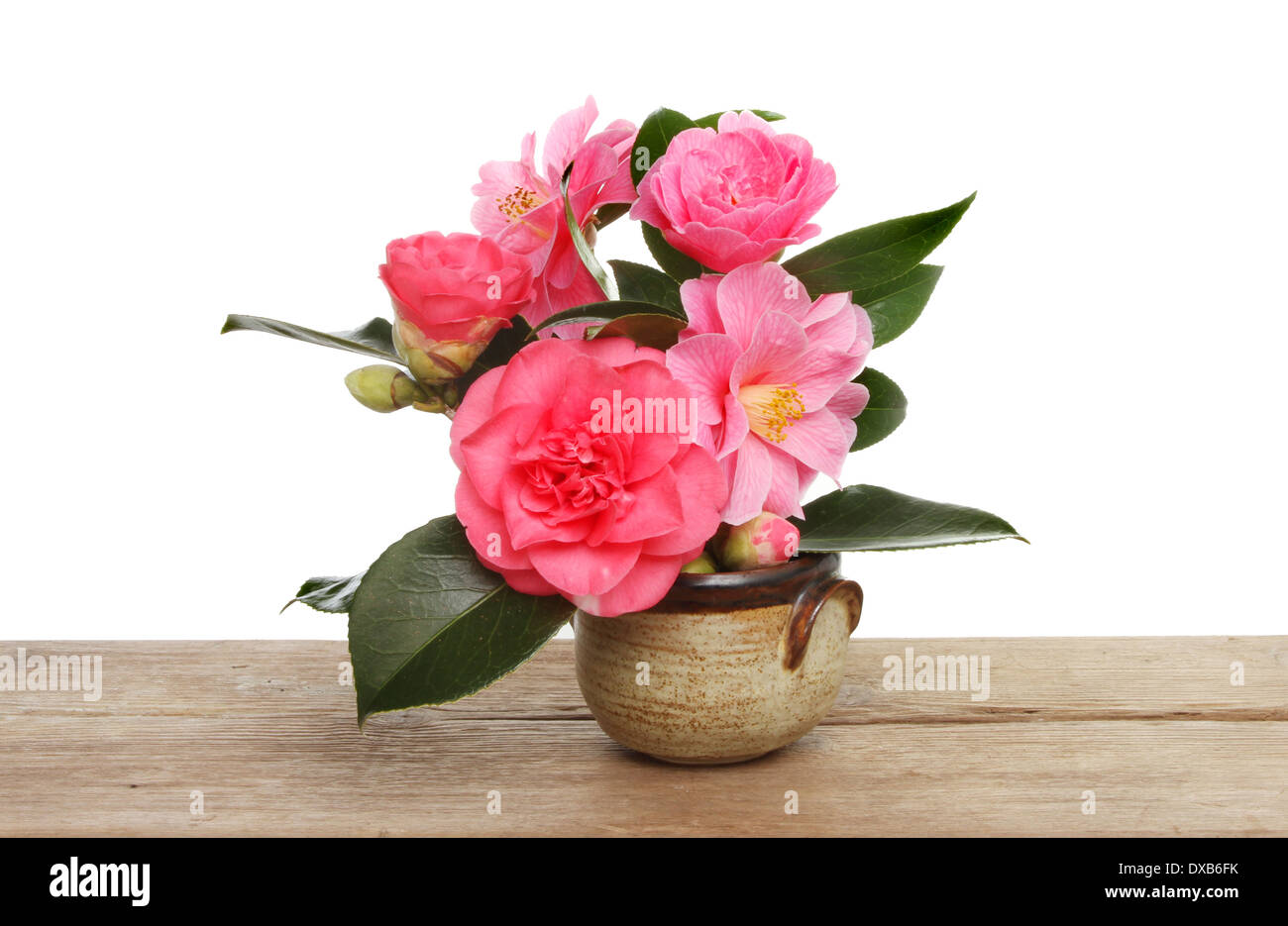 Arrangement of camellia flowers on a rustic wooden table Stock Photo