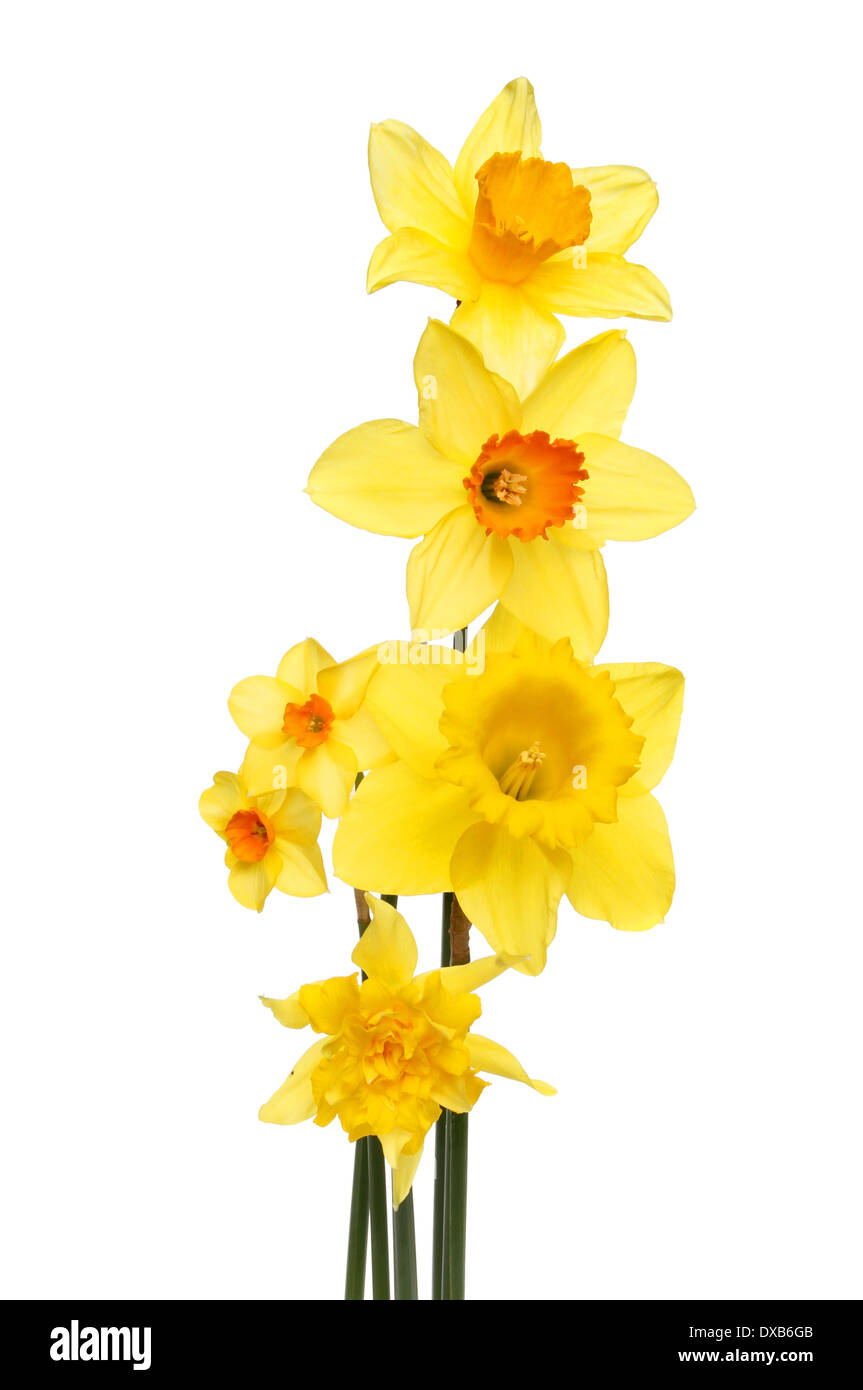 Five different varieties of daffodil flowers isolated against white