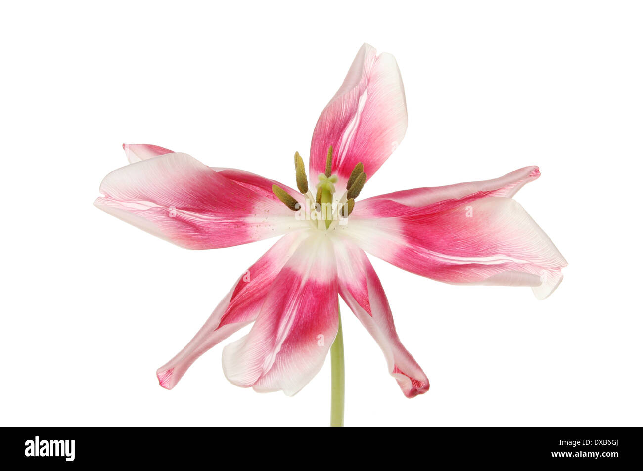 Open tulip flower isolated against white Stock Photo