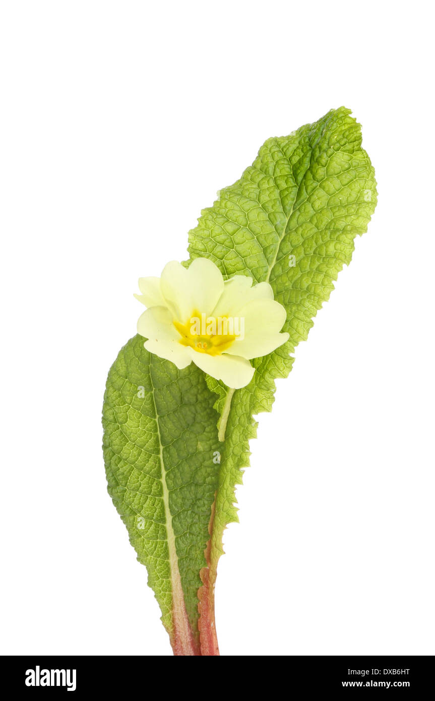 Yellow primrose flower and foliage isolated against white Stock Photo