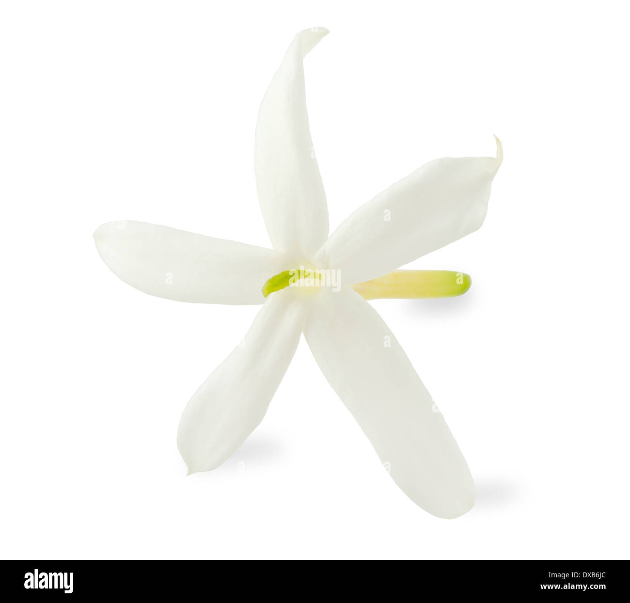 jasmine flower isolated on white Stock Photo