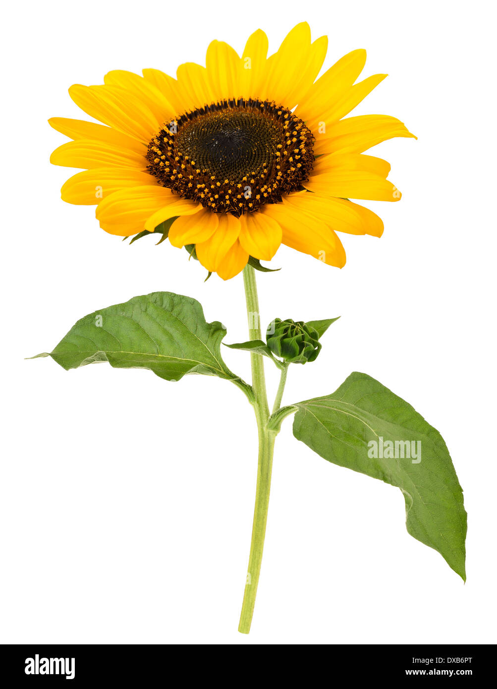 cut out sunflower isolated on white with clipping path Stock Photo - Alamy