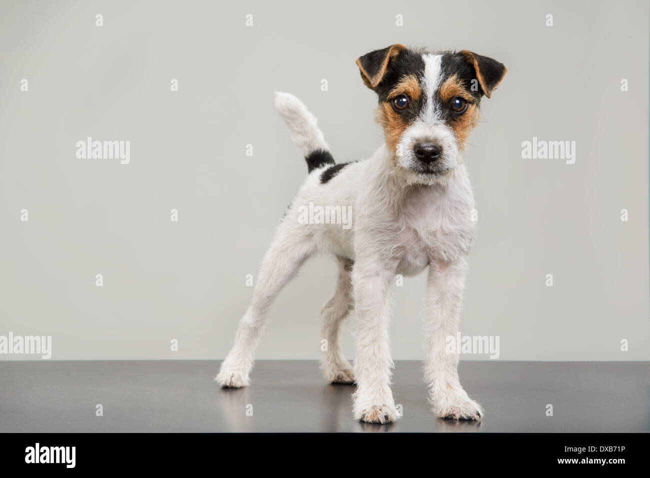 Studio portrait of Jack Russell Terrier puppy standing, staring at camera. Stock Photo