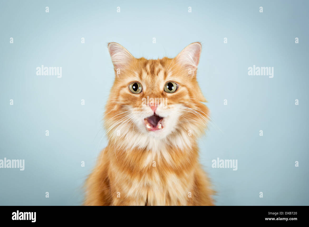 Cute orange cat with mouth open, staring at camera. Stock Photo