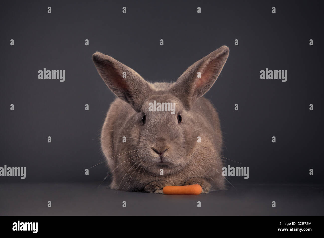 Rabbit facing camera with carrot. Stock Photo