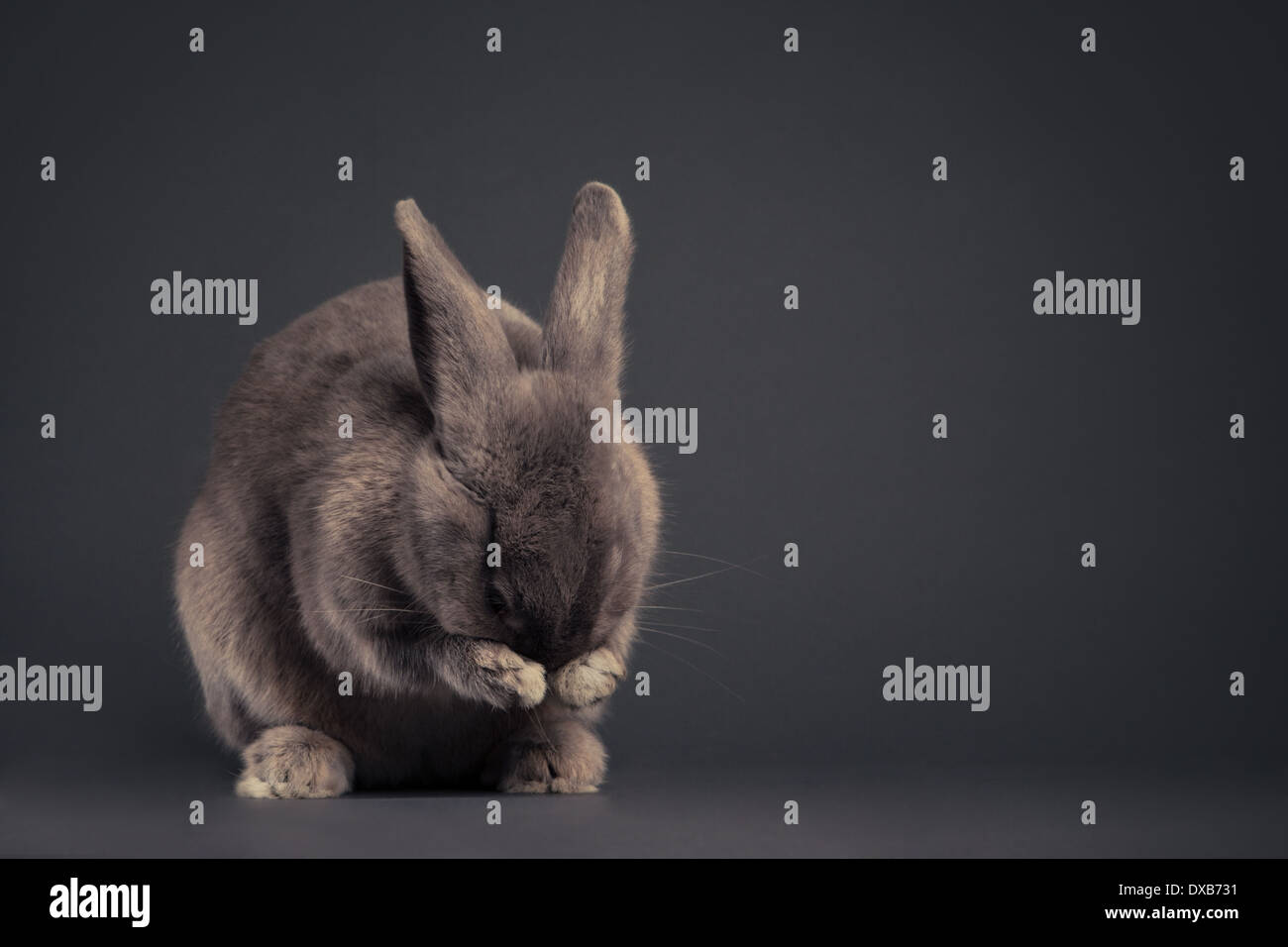 Bunny cleaning its face in studio. Stock Photo