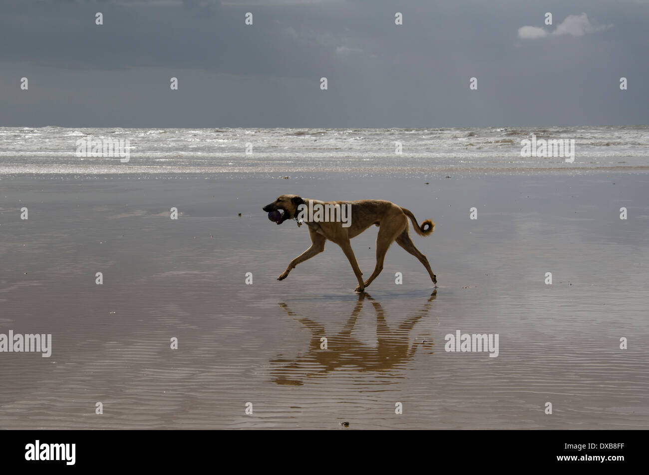 A dog on a beach, carrying a ball at low tide on a wet cloudy day at Drigg, Cumbria, England Stock Photo