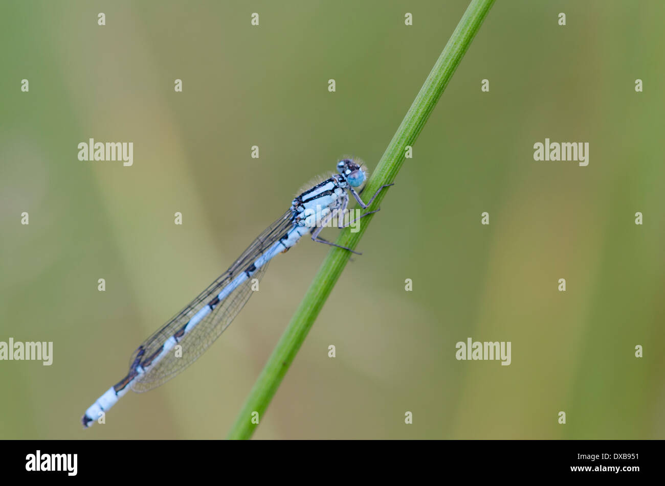 A blue damselfly resting on a vegetation stalk in a Cumbrian meadow on ...