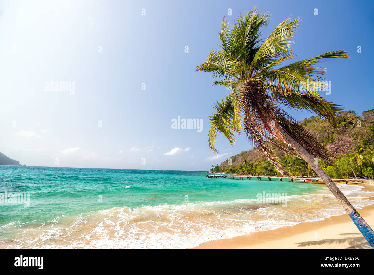 White sand beach and beautiful palm tree in La Miel, Panama near Capurgana, Colombia Stock Photo